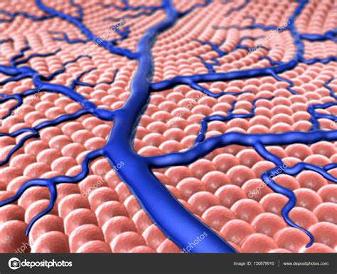 Image result for Capillary in Tissue