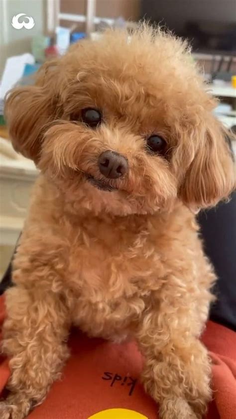 His Smile can Cure Depressions : r/animalssmiling