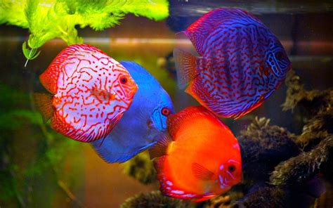 Discus Fish Wallpaper に対する画像結果