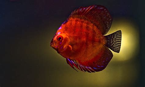 Discus Fish Wallpaper に対する画像結果