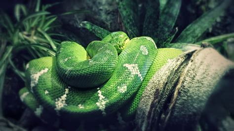 Image result for Green Tree Python Wallpaper