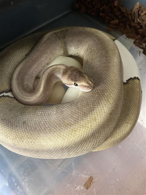 Afbeeldingsresultaten voor Python by Mam