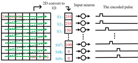 Image result for Sparse Coding in Spiking Neural Networks