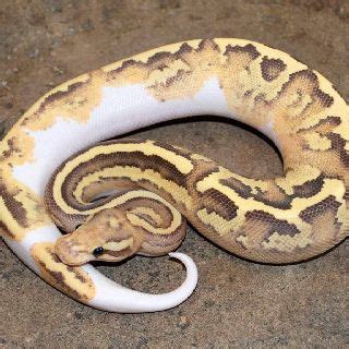 Image result for Disco Ball Python