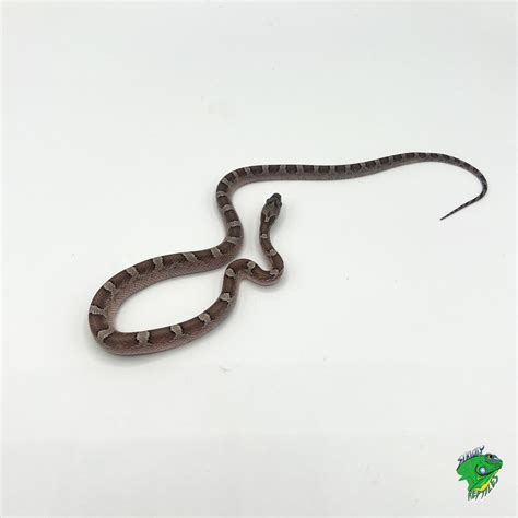 Image result for Corn Snake