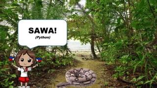 Image result for Sawa O Python