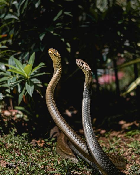 Image result for The Mating of Snakes