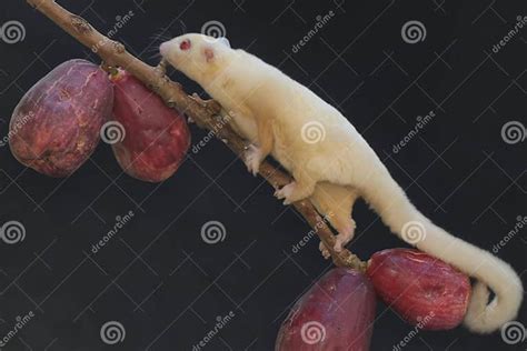 Toradh íomhá ar Albino Scientific Name