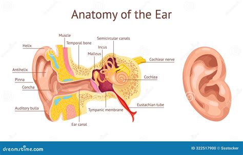 Image result for Ear Diagram HD
