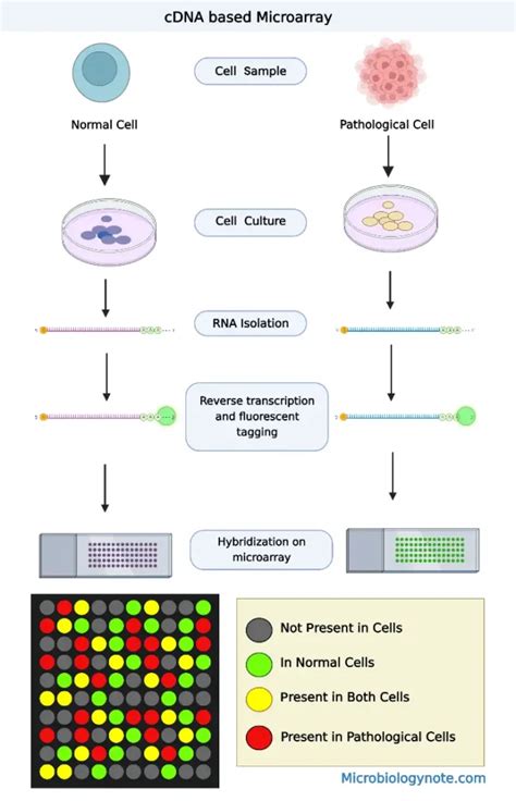 DNA Microarray に対する画像結果