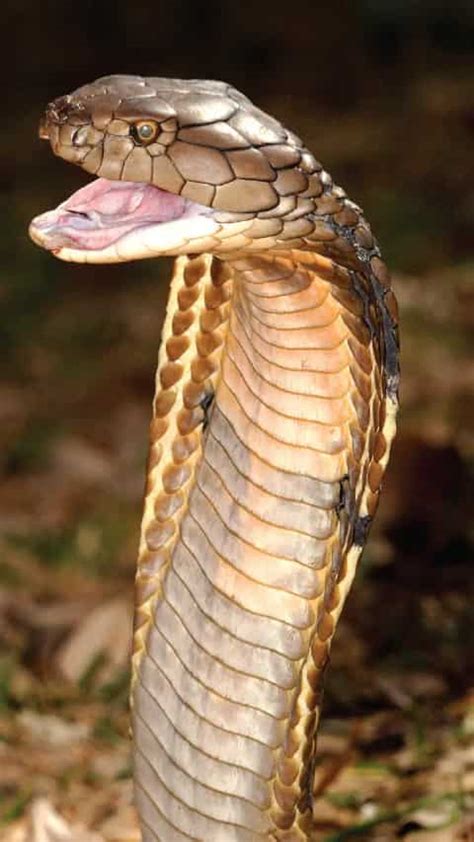 Image result for King Cobra Fangs