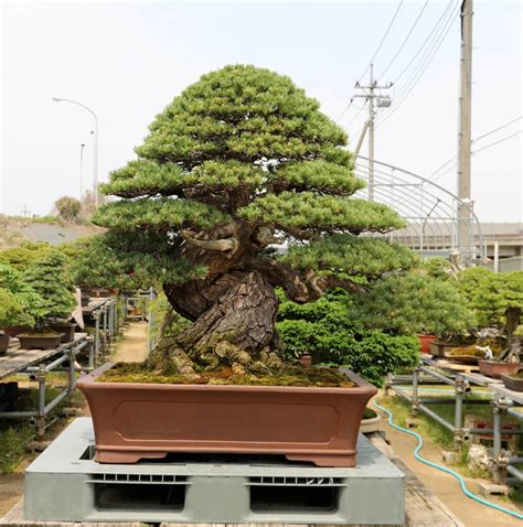 Toradh íomhá ar Most Expensive Bonsai Tree