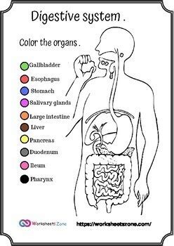 Toradh íomhá ar Digestive System Coloring