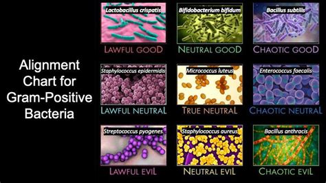 Gram Stain Shapes に対する画像結果