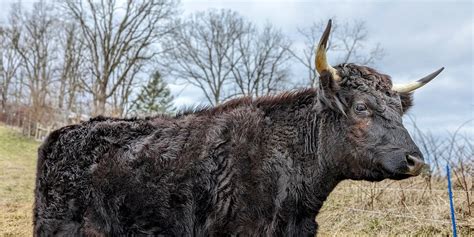 Image result for Buffalo Rock Logo