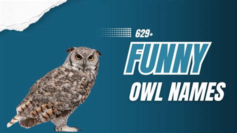Image result for Funny Owl Names