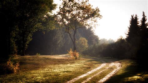 Afbeeldingsresultaten voor Summer Forest Road