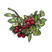 Image result for Best Genetics for Berries Rust