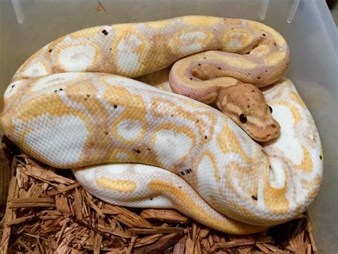 Image result for Calico Cinnamon Lesser Ball Python