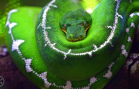 Image result for Green Tree Python Wallpaper