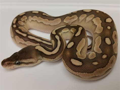 Image result for Calico Cinnamon Lesser Ball Python