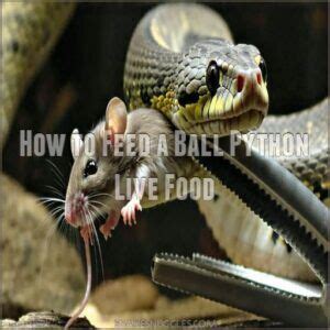 How to Feed Your Ball Python に対する画像結果