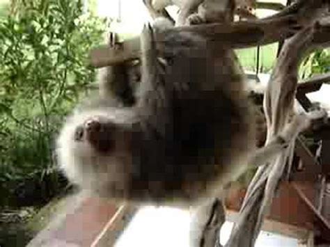 Afbeeldingsresultaten voor Fastest Sloth