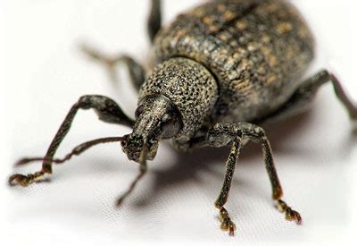 Weevil Control に対する画像結果