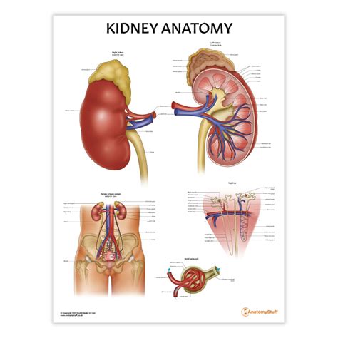 Image result for Kidney Anatomy Chart