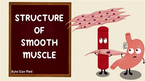 Toradh íomhá ar Smooth Muscle Animation