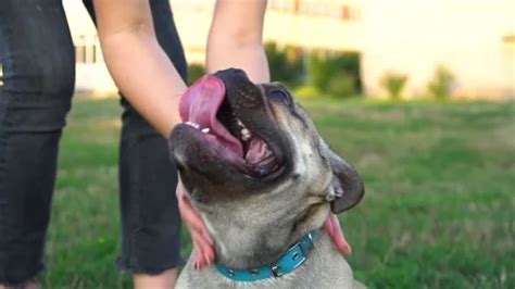 Toradh íomhá ar Roblox French Girl Drawing