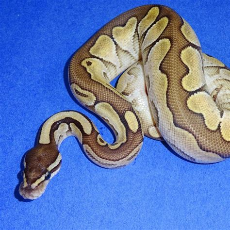 Image result for Calico Cinnamon Lesser Ball Python