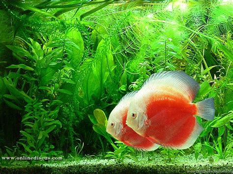 Discus Fish Wallpaper に対する画像結果