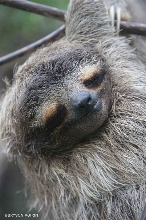 Image result for Pygmy Sloth
