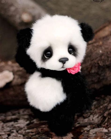 Cute Animals Images For Whatsapp Dp