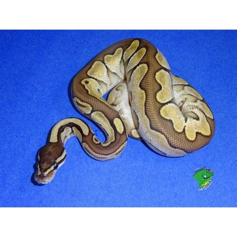 Image result for Calico Cinnamon Lesser Ball Python
