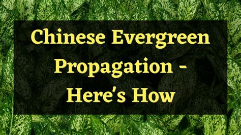 Image result for Chinese Evergreen Propagation