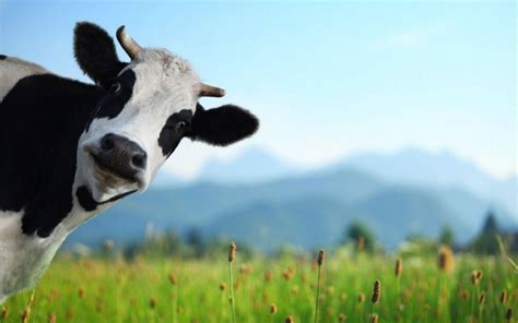 Afbeeldingsresultaten voor Dell Gateway Cow