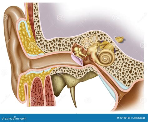 Image result for Ear Diagram HD