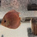 Afbeeldingsresultaten voor Eruption Discus