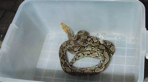 Image result for Cakar Pada Ular Phyton