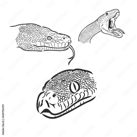 Image result for Python Animal Drawing