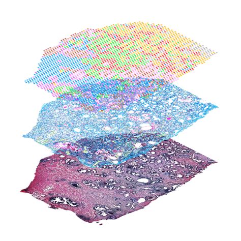 Afbeeldingsresultaten voor Phases of Gene Expression