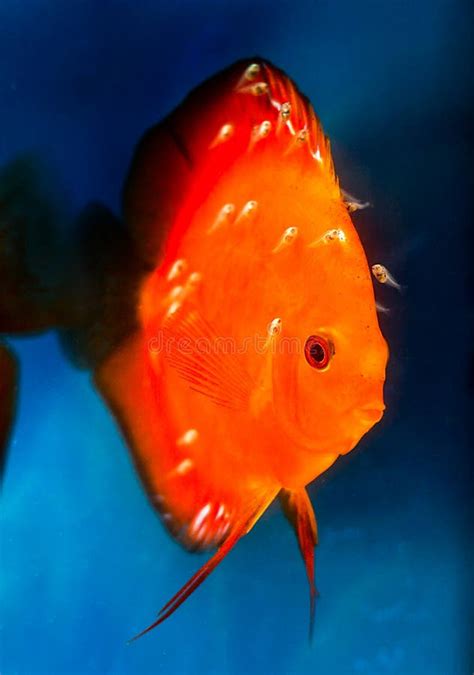 Image result for Discus Fry