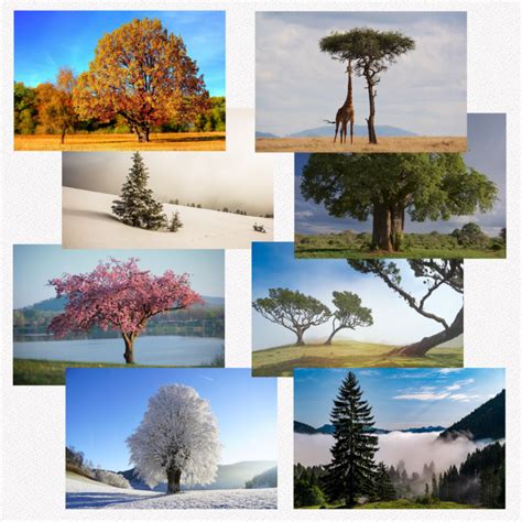 Toradh íomhá ar How to Draw a Tree Diagram