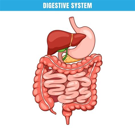 Image result for Digestive System Cartoon Images