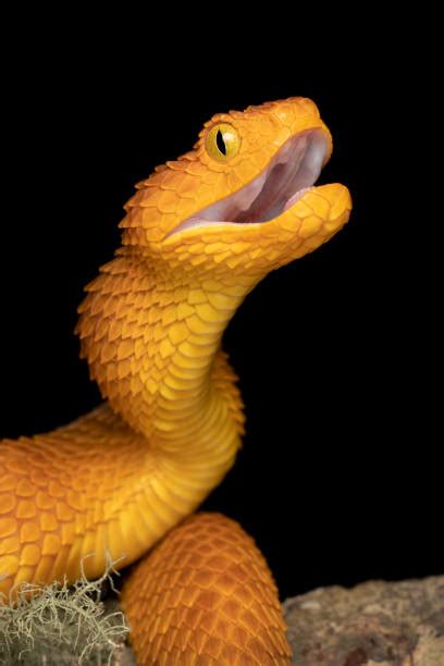 Image result for The Mating of Snakes