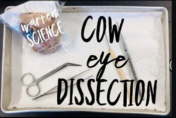 Pig Eye Dissection に対する画像結果
