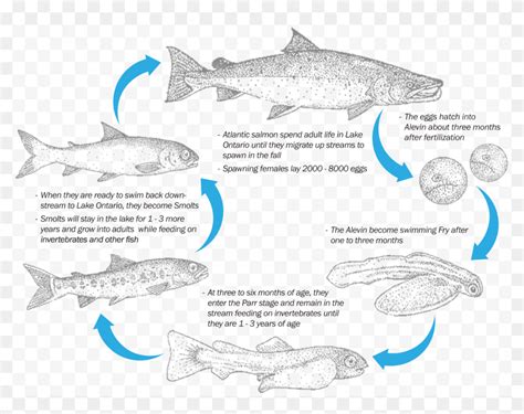 Image result for Pink Salmon Life Cycle