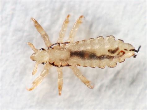 What Do Body Lice Look Like के लिए छवि परिणाम